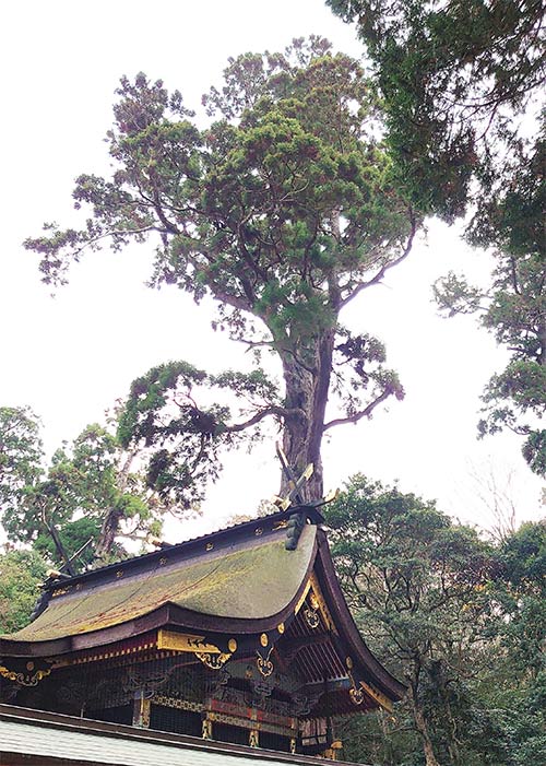 画像：鹿島神宮の御神木