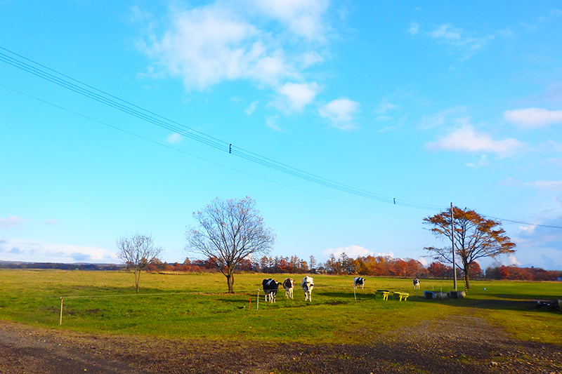 画像：北海道の牧場