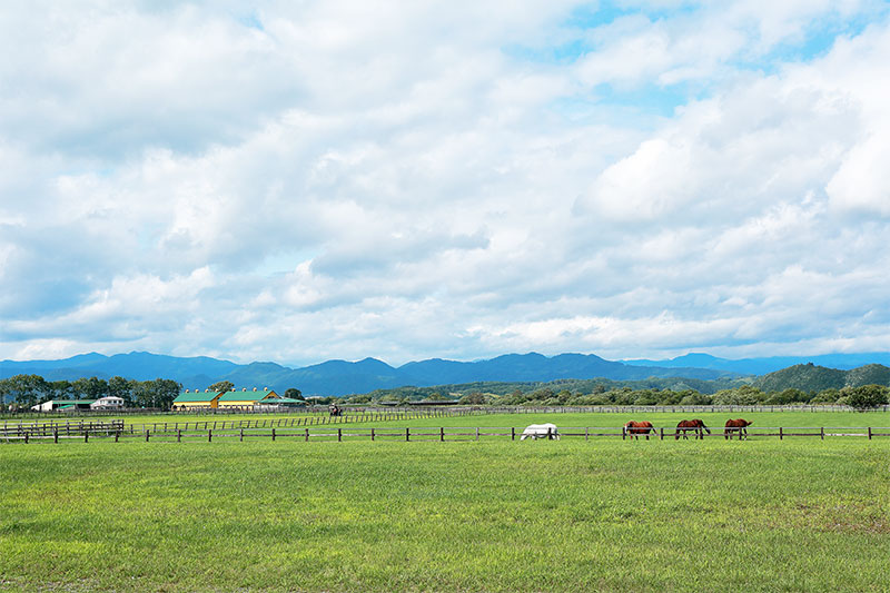 画像：北海道静内牧場風景