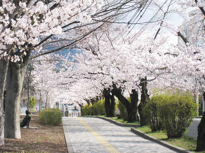 画像：城山公園の桜