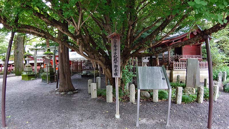 画像：秩父神社の樹木