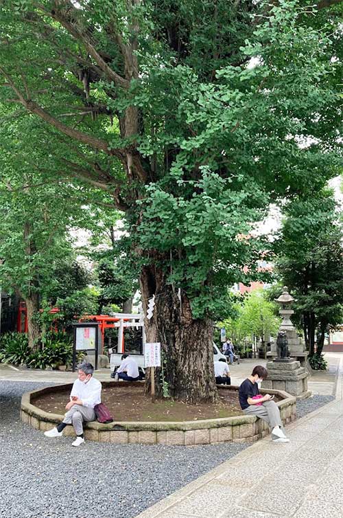 画像：鳩森八幡神社の御神木