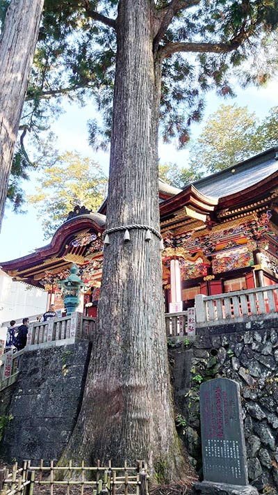 画像：三峯神社の御神木
