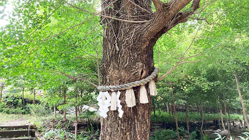 画像：東郷神社の御神木